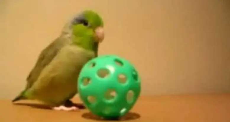Adorable Parrot Loves Playing With A Ball