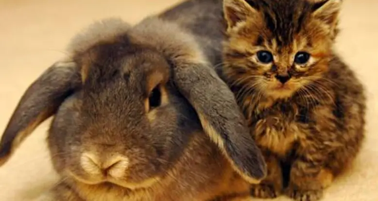 The 30 Cutest Animal Friendships Ever