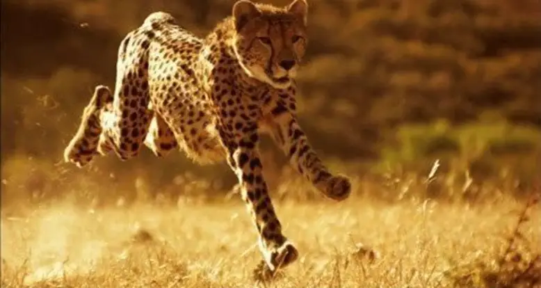 A Cheetah Running At 75 MPH