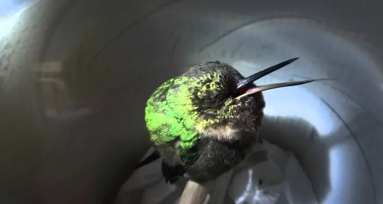 An Adorable Hummingbird Snores