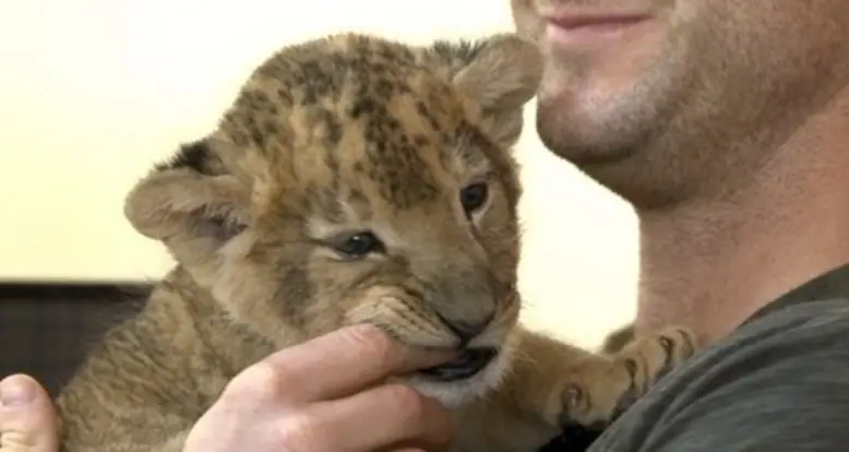 Baby Lion Kisses