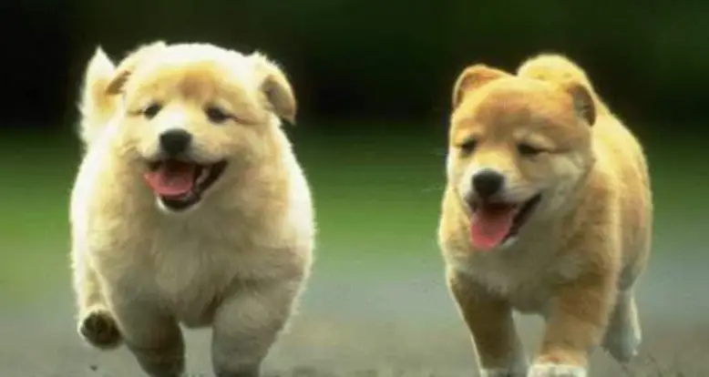 The Cutest Dog GIFs Ever