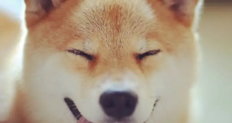 45 Adorable Photos Of Maru, The Cutest Shiba Inu On Instagram