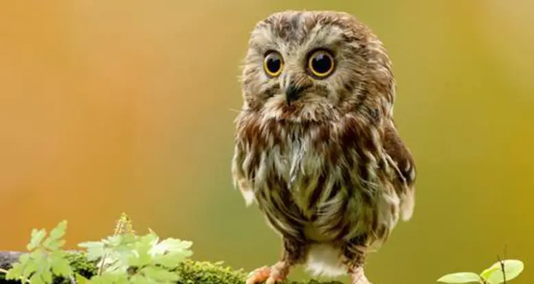 29 Surprisingly Delightful Owl GIFs