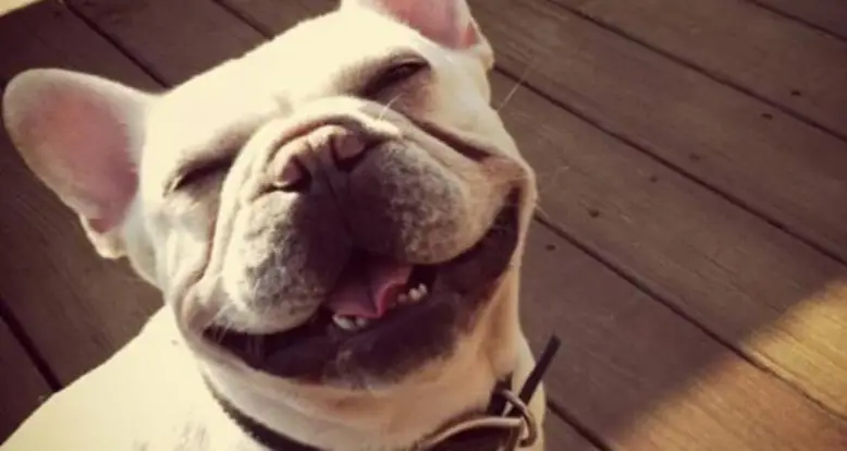 The 25 Cutest French Bulldog Pictures Ever