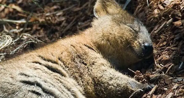 26 Adorable Pictures Of The Quokka, The Happiest Animal On Earth