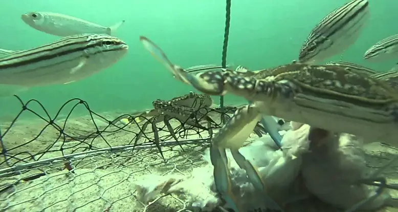 The Day In The Life Of A Crab Net