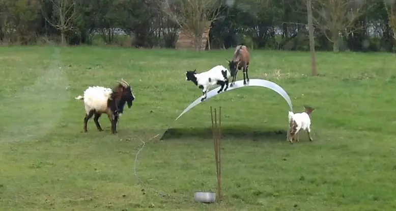 Goats Try To Balance On A Flexible Ribbon