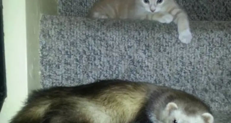 Meet The Ferret Family That Adopted A Kitten