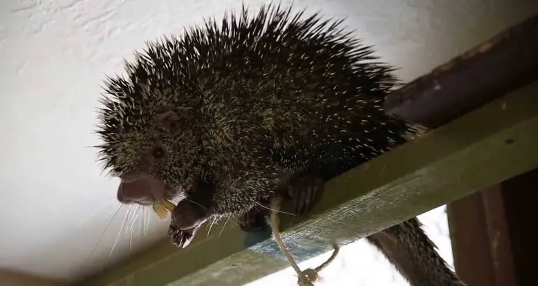 A Porcupine In A Tree House