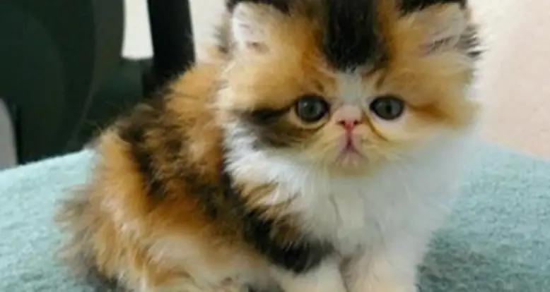 The Cutest Exotic Shorthair Cats The World Has Ever Seen