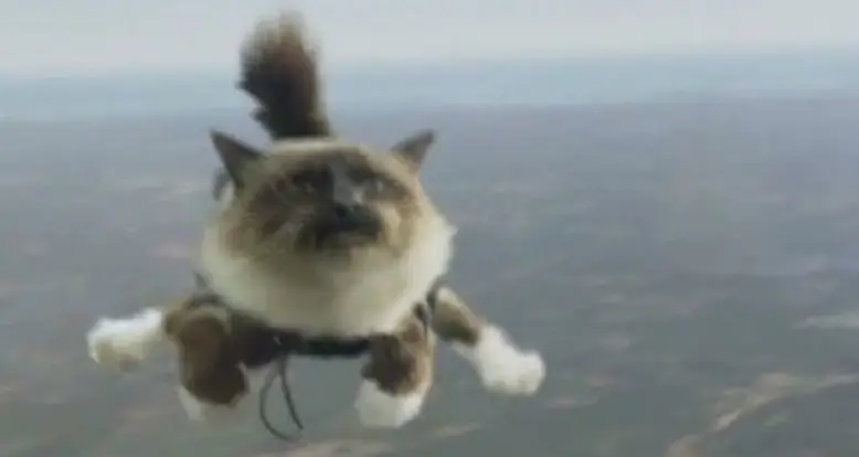 Skydiving Cats Cause Uproar