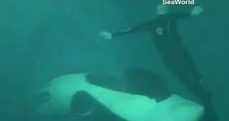 Unbelievable Footage Of A 2006 Orca Attack At Sea World