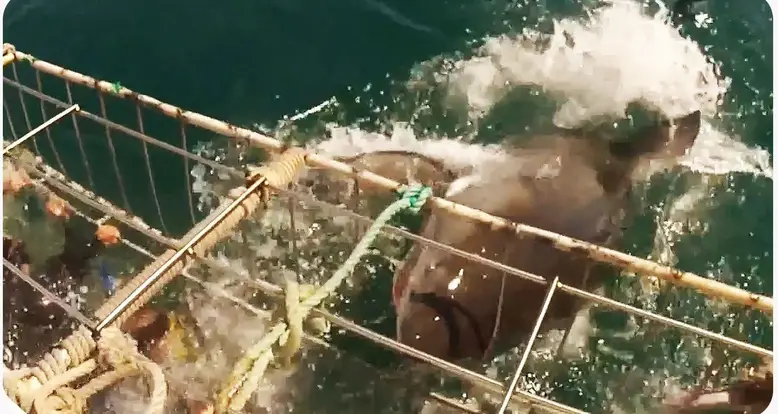 Vicious Great White Shark Attacks Cage, Nearly Gets To Diver