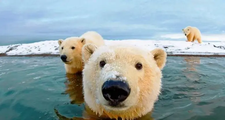 43 Of The Cutest Animal Families On Earth