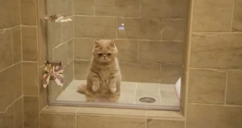 Meet George 2 Legs, The Cat That Loves To Stand Up Straight