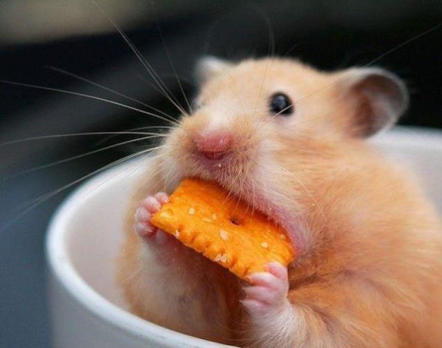 Very Fat Hamster