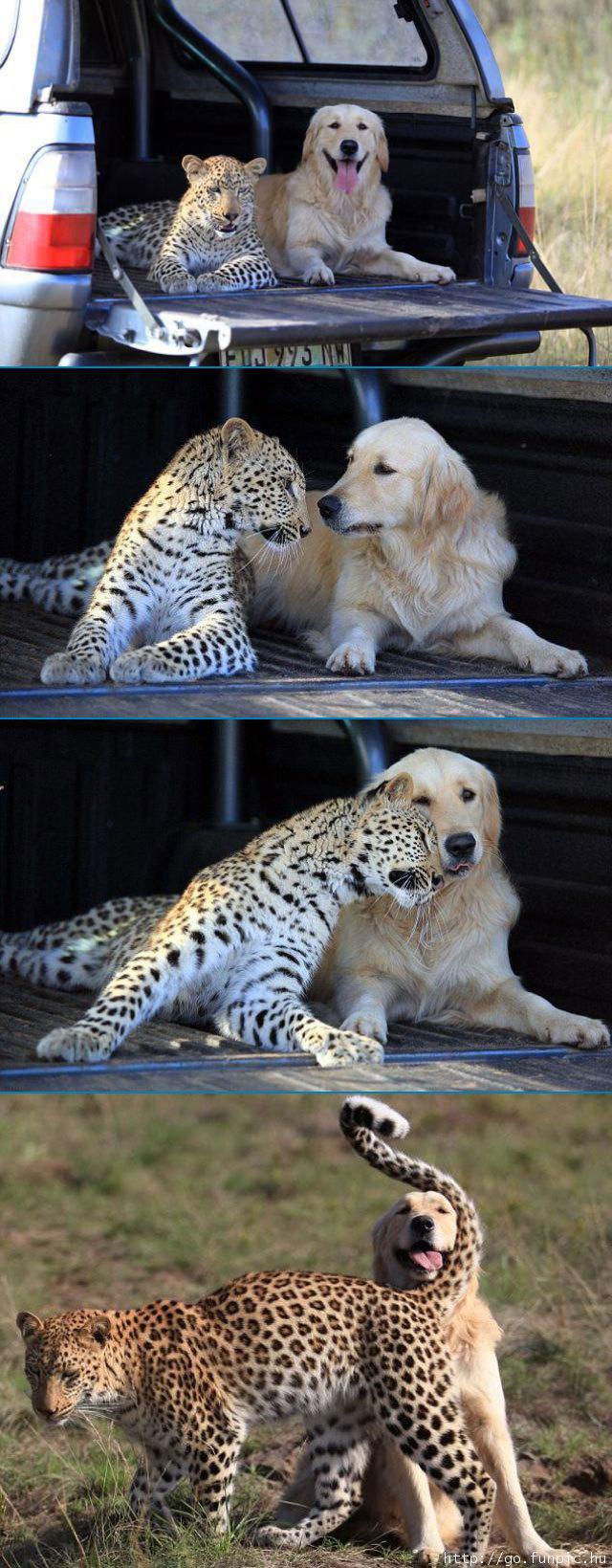 Best Friends Cheetah and Labrador Dog Pictures