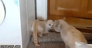 funniest-cat-gifs-cat-kung-fu-style.gif