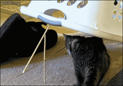 funniest-cat-gifs-cat-trapped-gif.gif