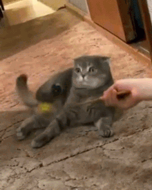 funniest-cat-gifs-cat-tricked.gif