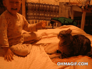 Funny Cat GIFS Don't Mess With Cats
