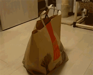 funniest-cat-gifs-grocery-bag-cat.gif