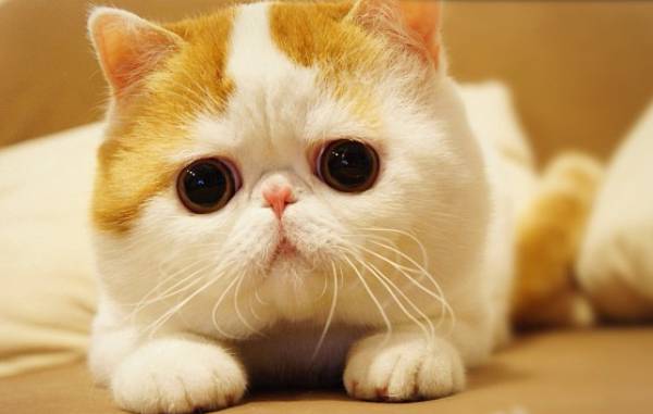 cutest-cat-ever-snoopy-face-2.jpg