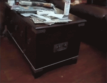 funniest-dog-gifs-chases-ball.gif