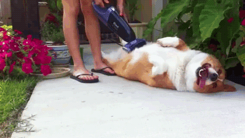 funniest-dog-gifs-vacuuming-corgi.gif