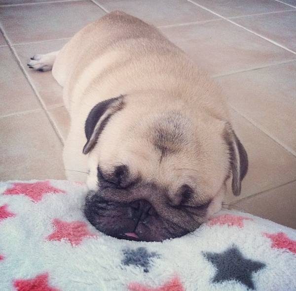 Pug Nap