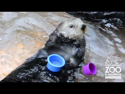 A Cute Cup-Stacking Otter