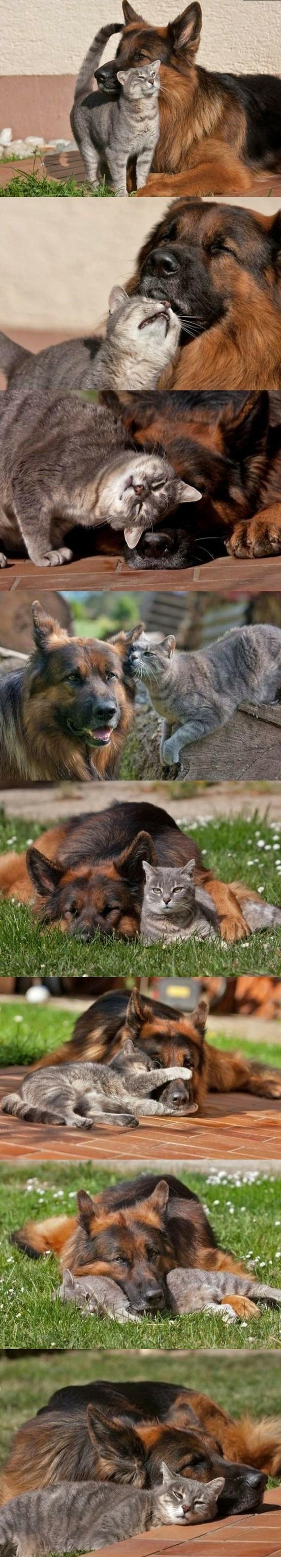 dog cat friendship The 10 Most Adorable Animal Friendships