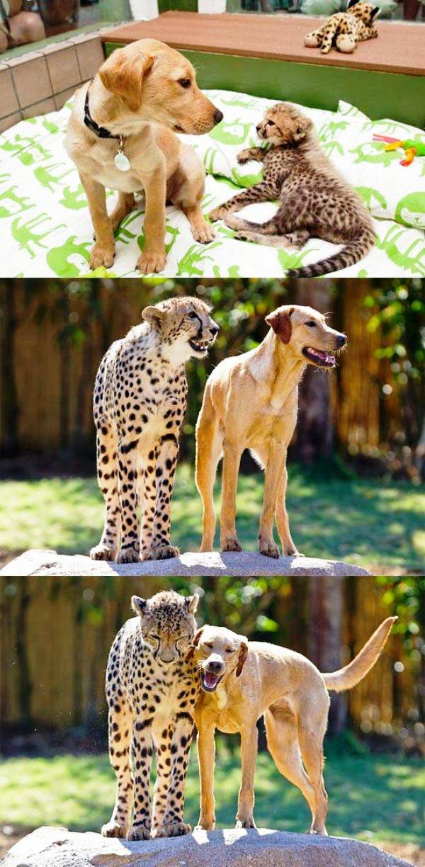 leopard dog friendship The 10 Most Adorable Animal Friendships