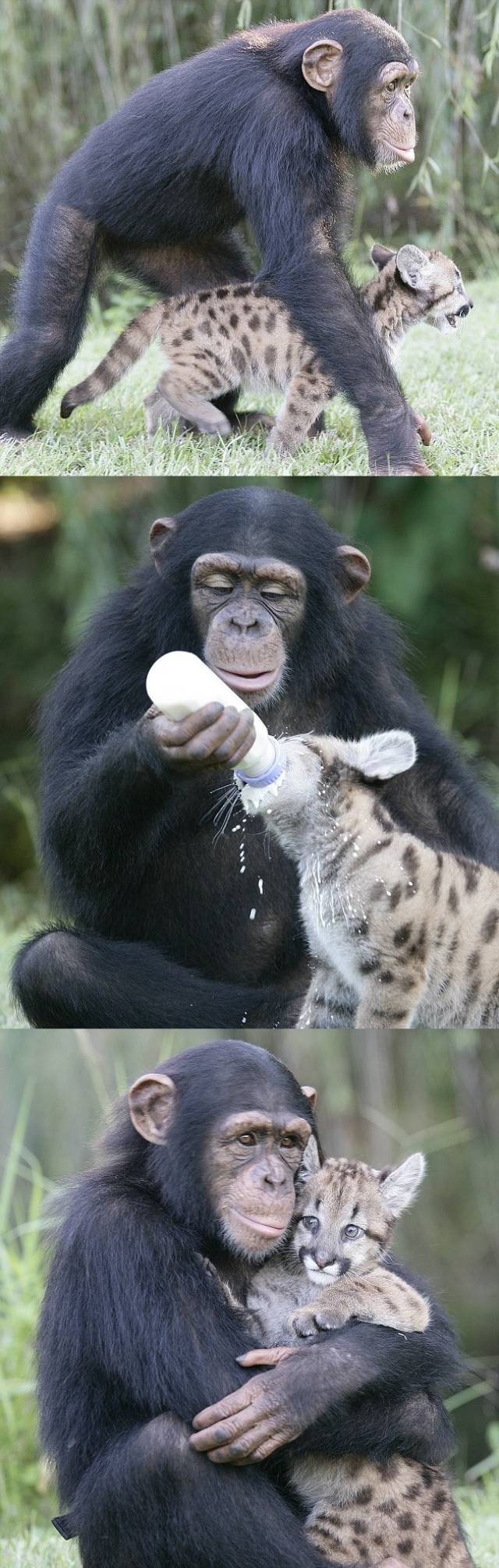 puma cub chimpanzee friends The 10 Most Adorable Animal Friendships