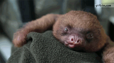 cutest-animal-gifs-yawning-baby-sloth.gif