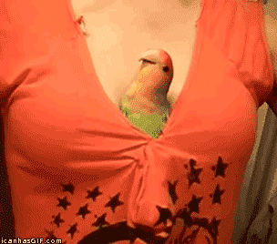 funniest-animal-gifs-parrot-chest.gif