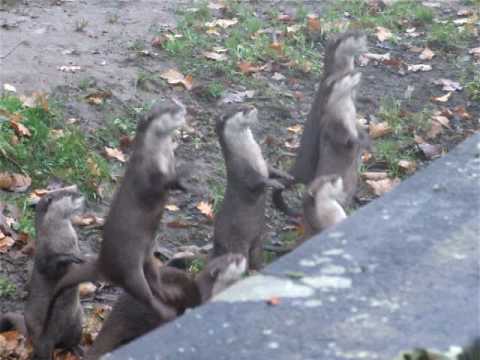 Otters Go Jumping