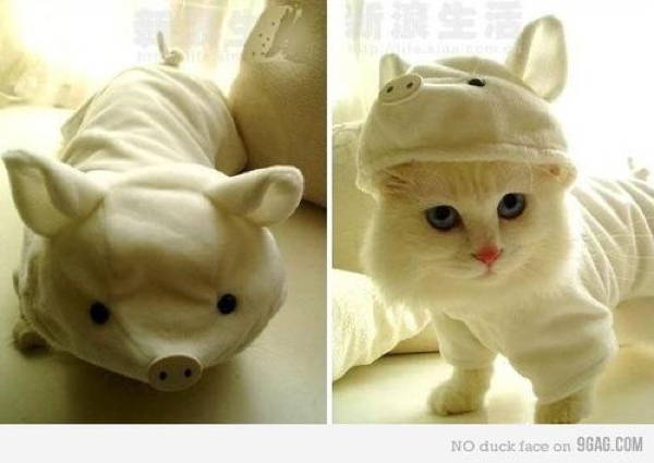 cat costume pigs Cats In Ridiculous Costumes