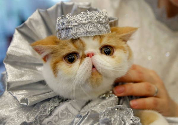 cat costume princess Cats In Ridiculous Costumes