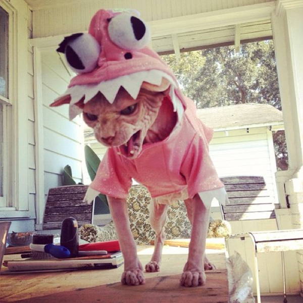 cat-costume-rage