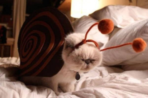 cat costume snail Cats In Ridiculous Costumes