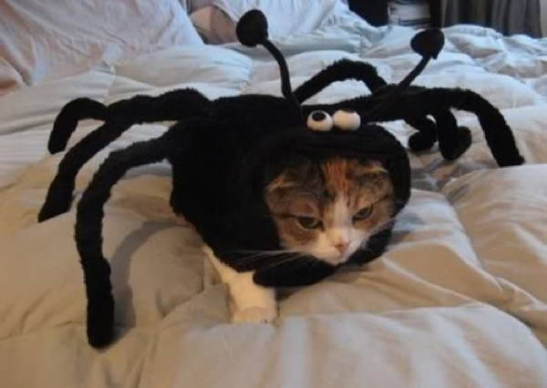 cat costume spider Cats In Ridiculous Costumes