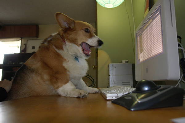 http://cdn.pbh2.com/wordpress/wp-content/uploads/2012/11/ridiculous-corgi-11.jpg