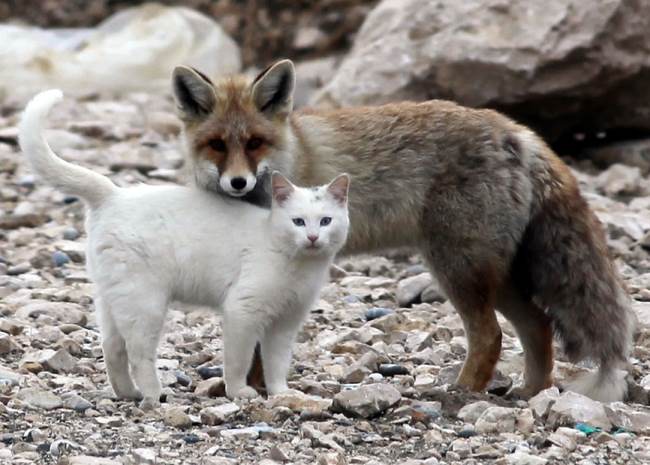 cat fox friends 1 When A Cat & Fox Become Friends