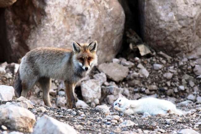 cat fox friends 2 When A Cat & Fox Become Friends
