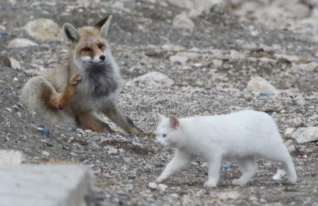 cat fox friends 5 When A Cat & Fox Become Friends
