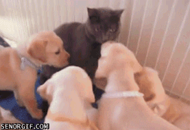 cute-puppy-gifs-cat-attack.gif