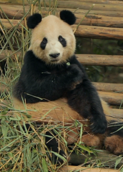 cutest-panda-gifs-chewing.gif