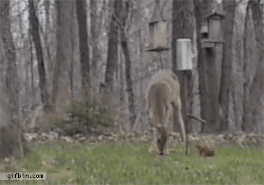 animals being dicks gifs cat deer The 25 Funniest GIFs Of Animals Being Jerks